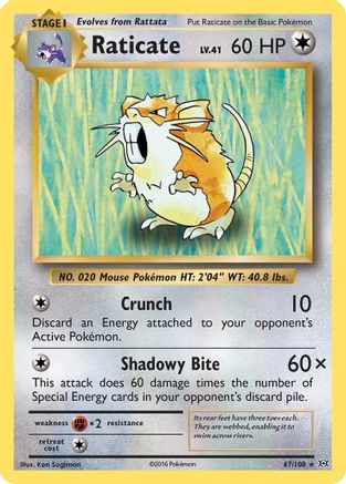 Raticate 67/108 - XY  Evolutions